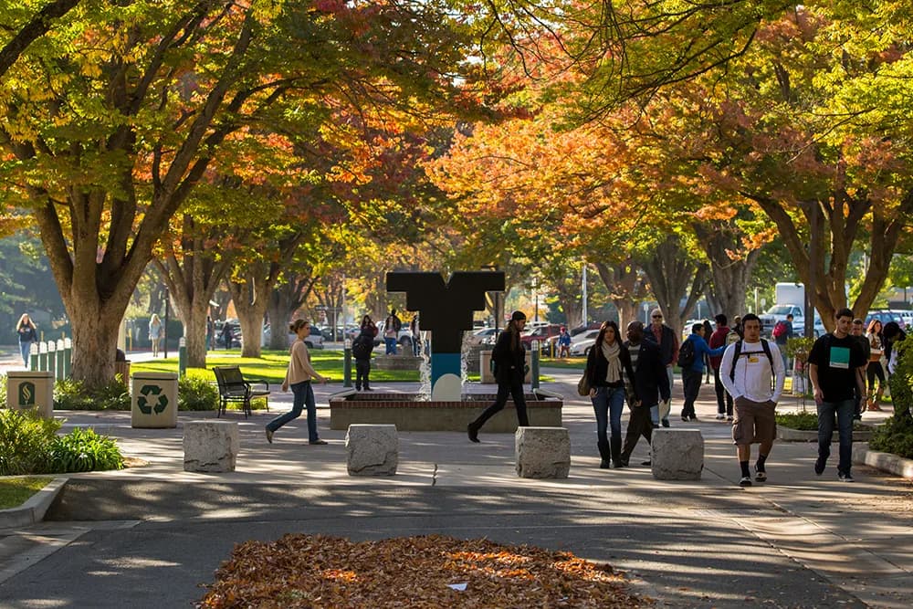 Tree-lined walkway through a California university campus